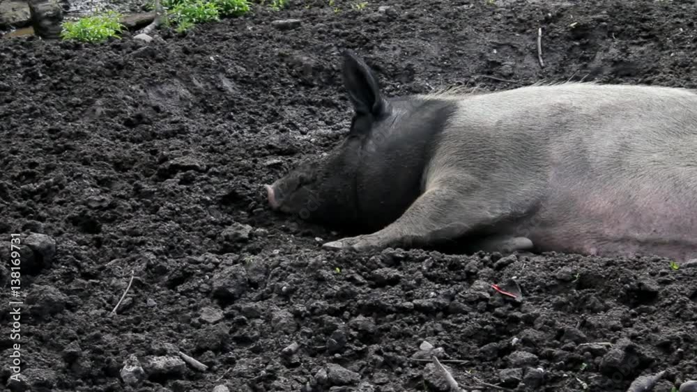 Wild Big Pig Rest,