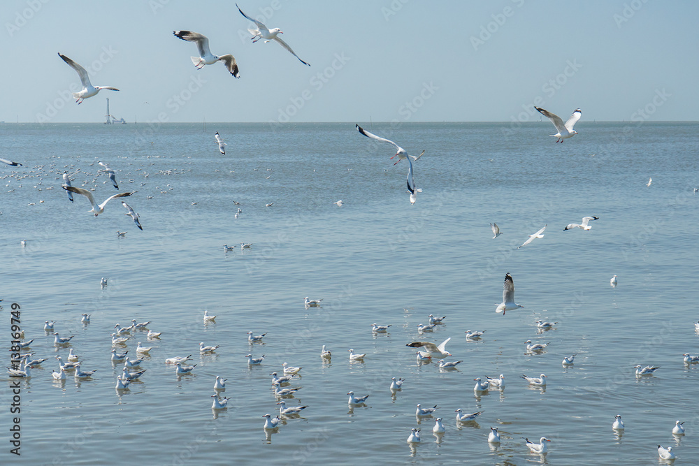 Flying Seagulls with Clear Sky at Mangrove Forest , Bang pu, Samut Prakan, Thailand