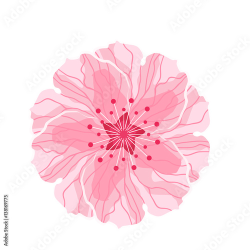 Isolated flower of sakura. Cartoon pink and white blossom of Japanese cherry tree.