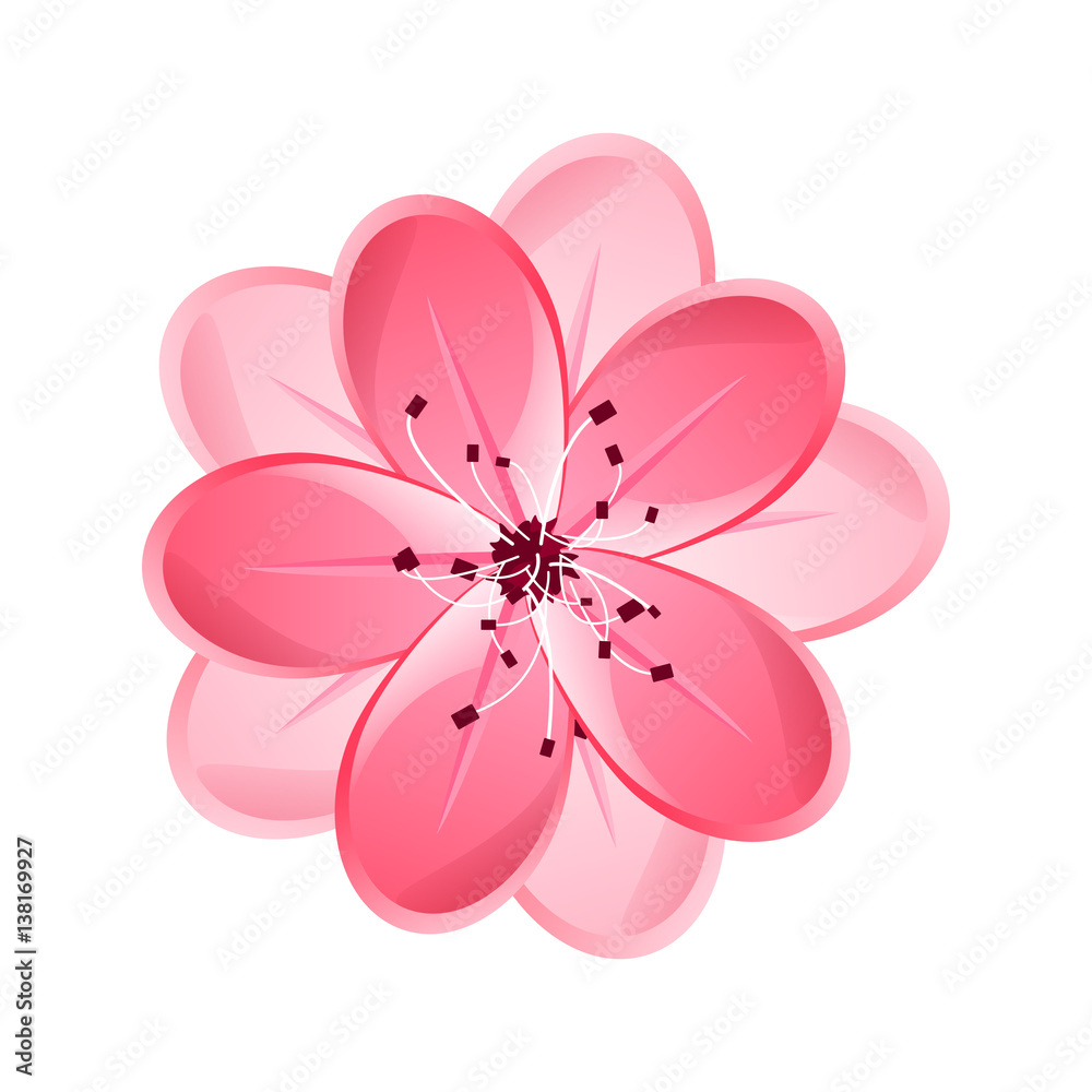 Isolated flower of sakura. Cartoon pink and white blossom of Japanese cherry tree.