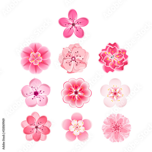 Isolated flowers of sakura set. Cartoon pink and white blossoms of Japanese cherry tree.