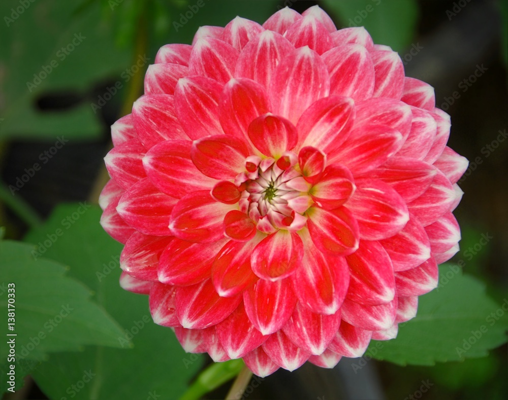 Close-up of single blooming red dahlia flower in the garden with green leaf background Close-up of single blooming red dahlia flower in the garden with green leaf background
