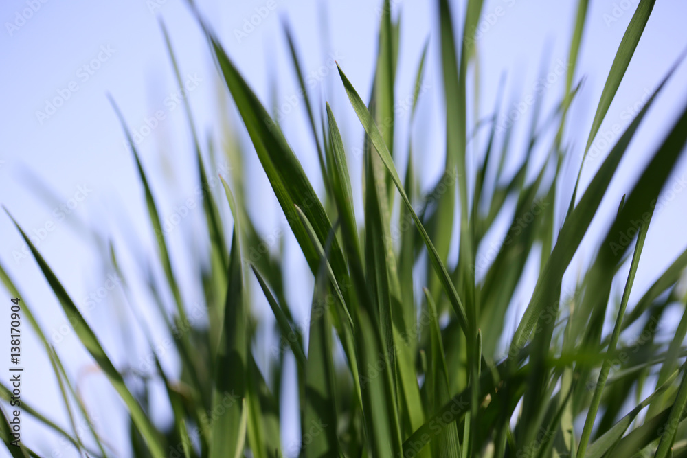 green grass on natural blue sky background with nobody