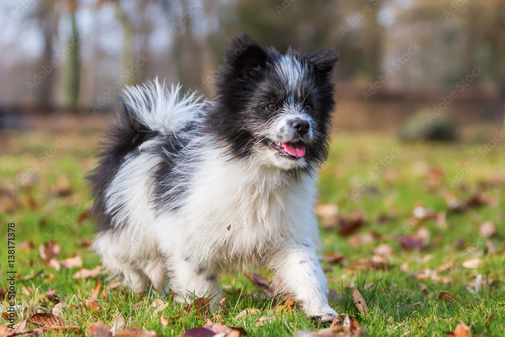 Elo puppy walking on the meadow Elo puppy walking on the meadow