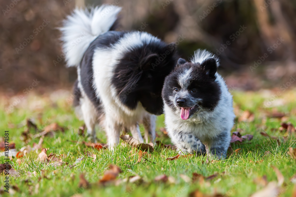 Elo puppy playing with the mother outdoors Elo puppy playing with the mother outdoors