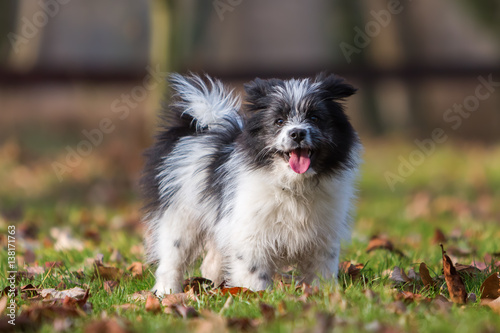 portrait of an Elo puppy