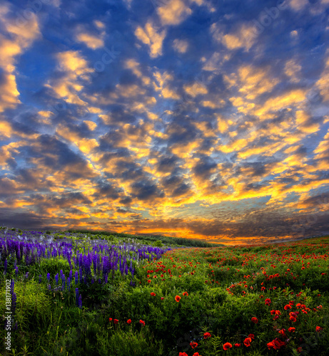 majestic sunset. Fantastic evening with flowering hills. poppies in the warm sunlight in the twilight. dramatic sky glowing in sunlight. beautiful morning scene. wonderful blooming field.