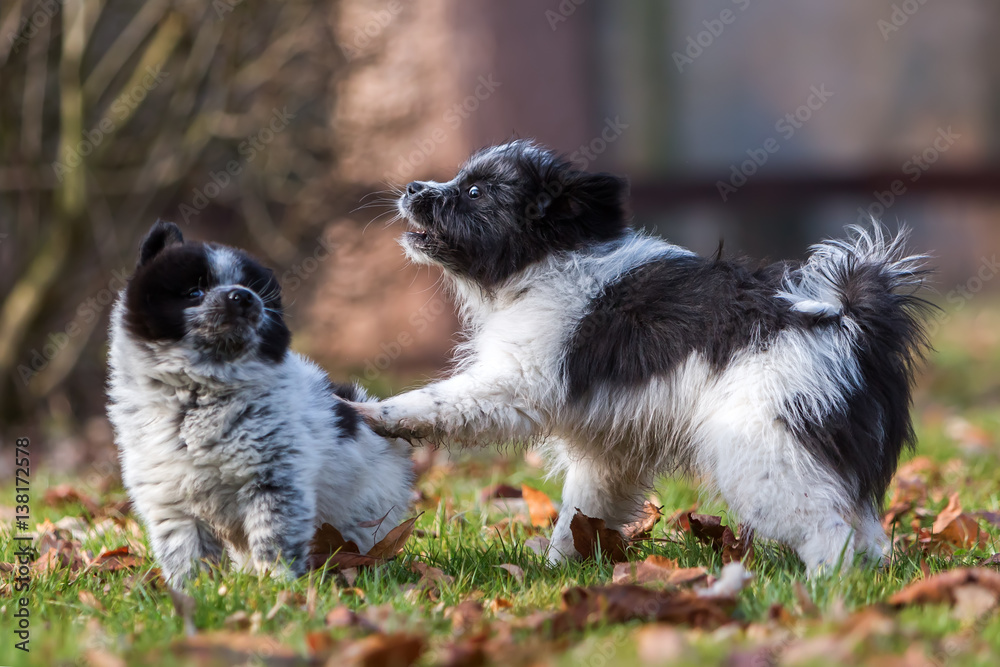 Obraz premium two Elo puppies scuffle outdoors