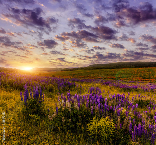 wonderful nature landscape. majestic sunset with clouds glowing in sunlight. over the blossoming the lupine flowers in the meadow. picturesque amazing view.