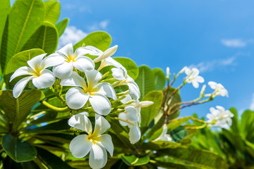 Keuken achterwand Frangipani Witte plumeria onder helderblauwe hemel  © bouybin