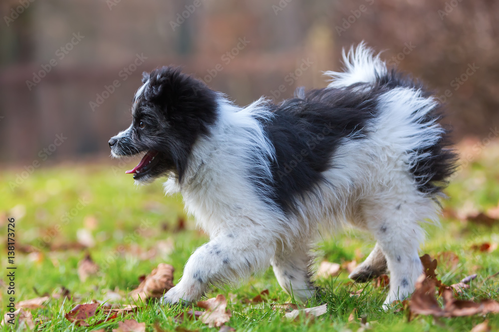 Obraz premium Elo puppy walking on the meadow