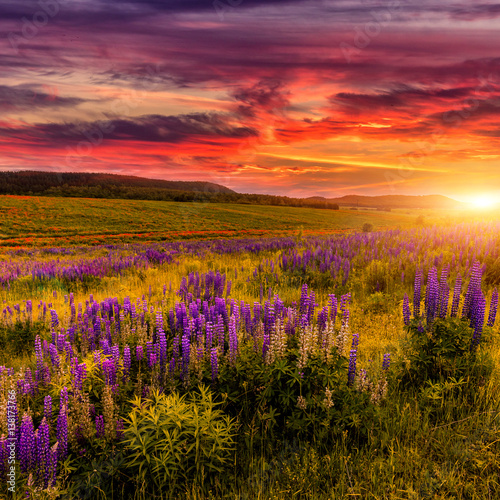 wonderful nature landscape. majestic sunset with clouds gloving in sunkight. over the blossoming lupine flowers in the meadow. picturesque amazing view.