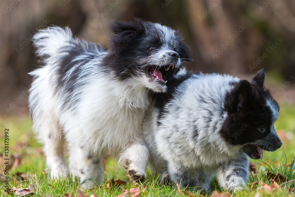 two Elo puppies scuffle outdoors two Elo puppies scuffle outdoors