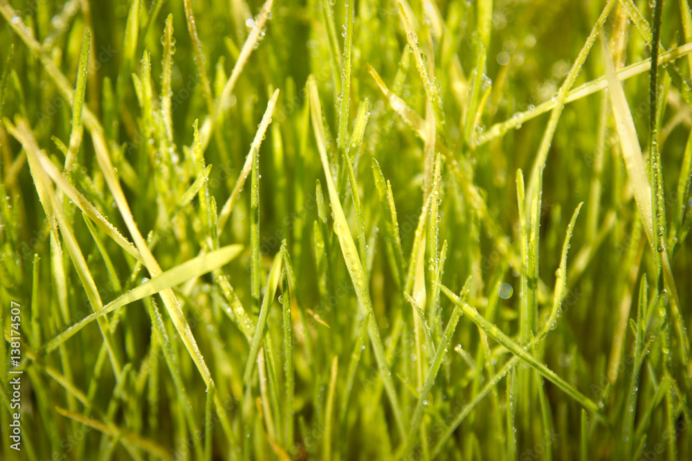 young green wheat grass young green wheat grass