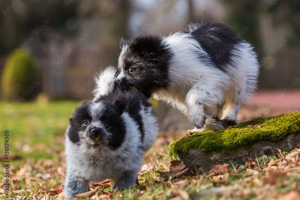 Obraz premium two Elo puppies scuffle outdoors