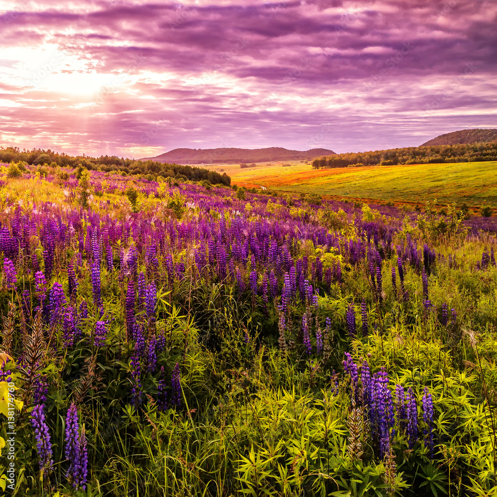 Naklejka premium fantastic colorful landscape. overcast clouds glowing in sunlight at sunset over the meadow with pink lupine flowers. picturesque spring view. color in nature. natural creative picture.