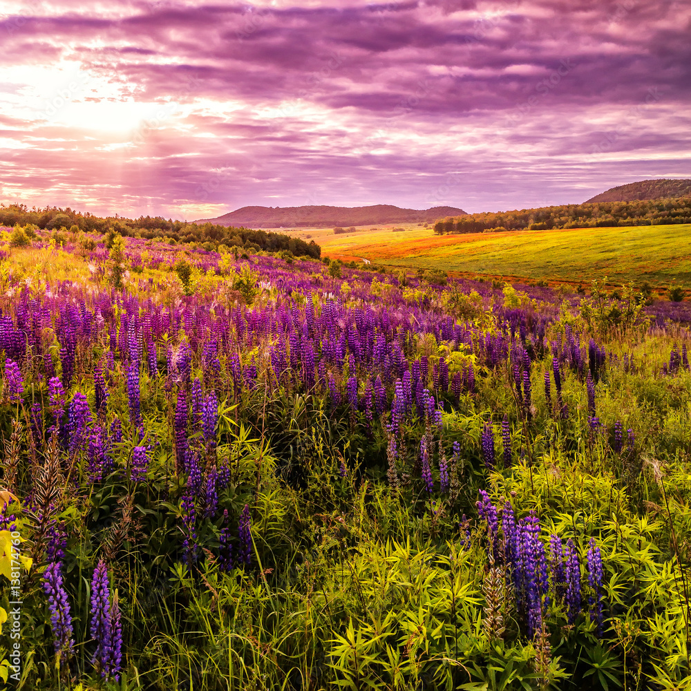 fantastic colorful landscape. overcast clouds glowing in sunlight at sunset over the meadow with pink lupine flowers. picturesque spring view. color in nature. natural creative picture.
