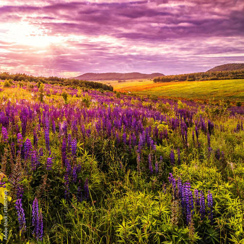 fantastic colorful landscape. overcast clouds glowing in sunlight at sunset over the meadow with pink lupine flowers. picturesque spring view. color in nature. natural creative picture.
