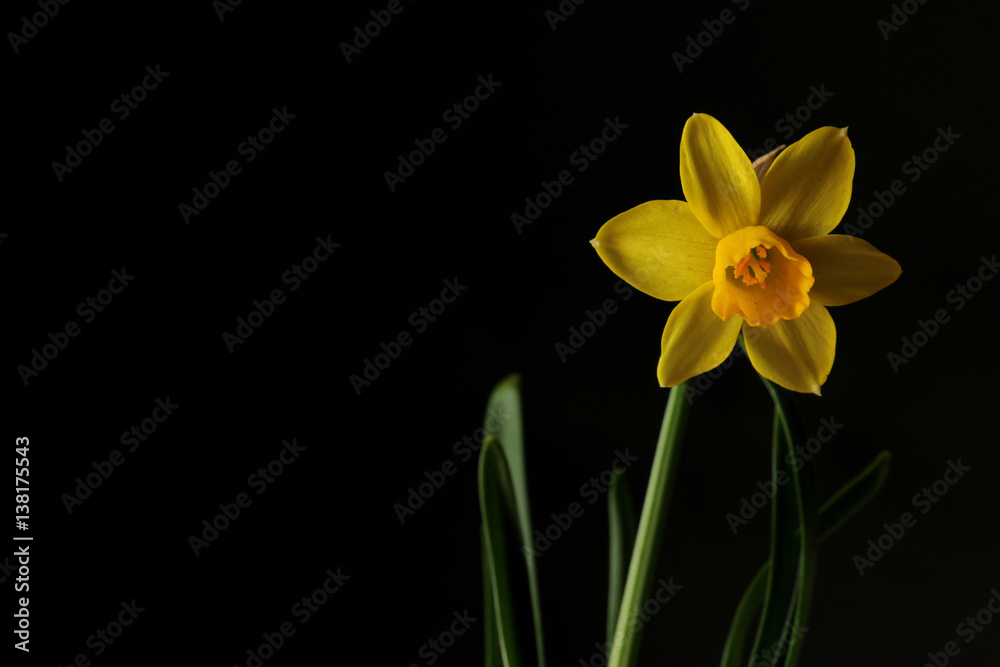 Obraz premium yellow narcissus flower on black