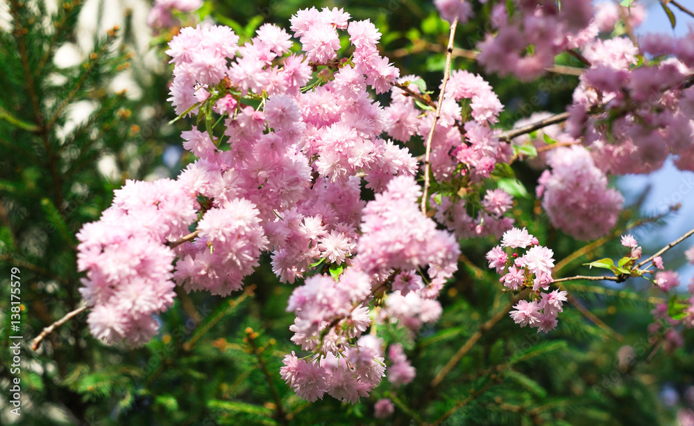 Spring blooming pink flowers on tree, nature background Spring blooming pink flowers on tree, nature background