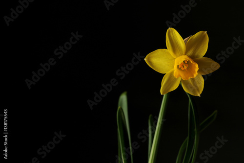 yellow narcissus flower on black