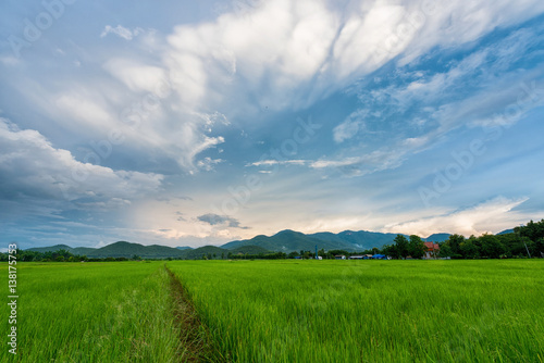 beautiful clouds with rice field