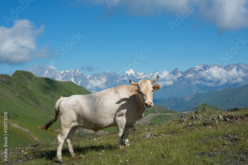 White cow on meadow in mountains