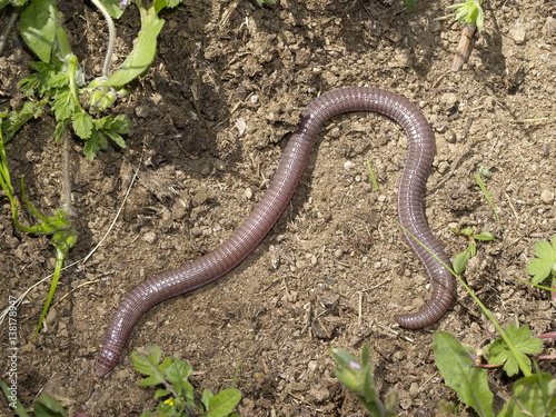 Maurische Netzwühle, blanus cinereus photo