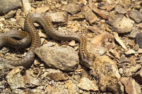 Schlingnatter, Coronella austriaca, Glattnatter photo