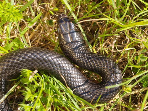 Gelbgrüne Zornnatter, Hierophis viridiflavus, Coluber viridiflavus photo