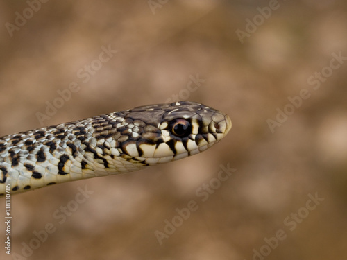 Balkan-Zornnatter, Hierophis gemonensis, Coluber gemonensis photo