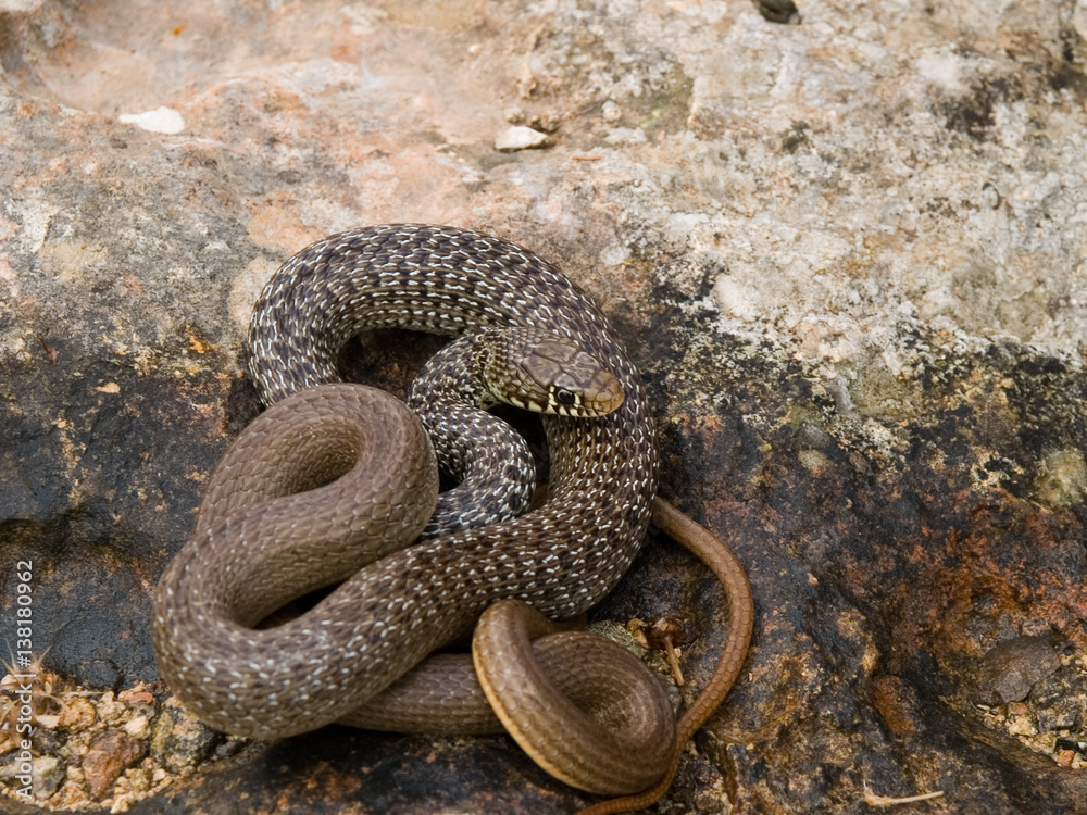 Foto Stock Balkan-Zornnatter, Hierophis gemonensis, Coluber gemonensis | Adobe Stock