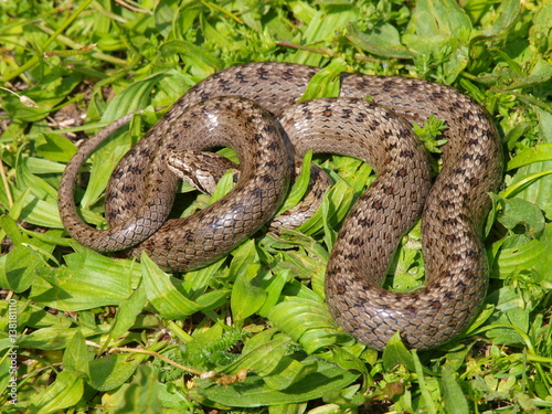 Schlingnatter, Coronella austriaca, Glattnatter photo