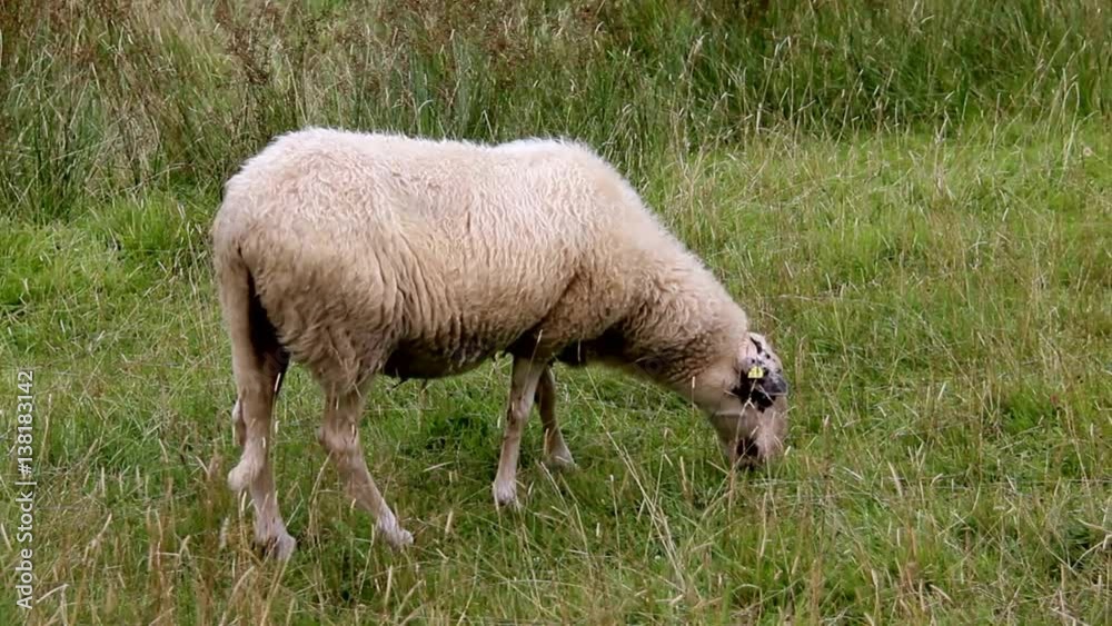 Sheep Grazing in a Field.