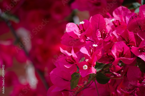 Mediterranean flowers