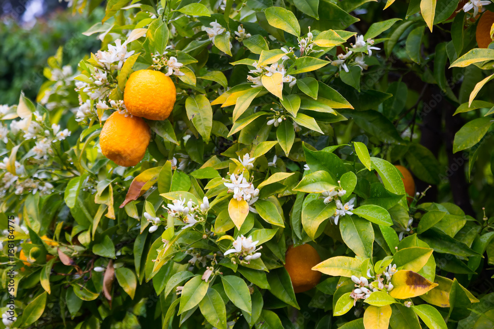 orange fruits in garden
