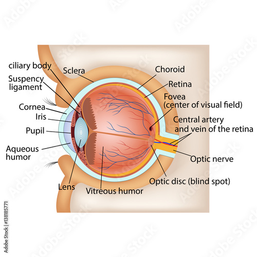 Human eye anatomy. Vector illustration