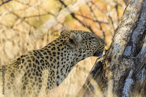 Leopard (Panthera pardus), Afrika, Botswana, Tuli Block