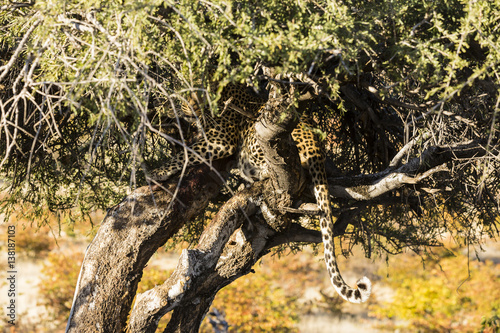 Leopard  Panthera pardus   Afrika  Botswana  Tuli Block