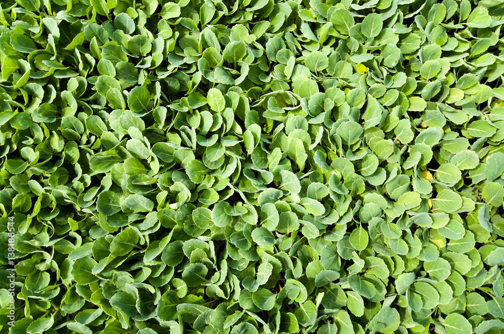 Organic farming, seedlings growing in greenhouse. Organic farming, seedlings growing in greenhouse.
