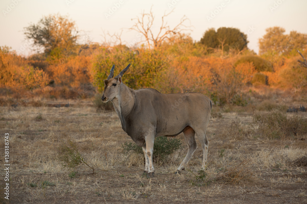 Elandantilope (Taurotragus oryx), Afrika, Botswana, Tuli Block Elandantilope (Taurotragus oryx), Afrika, Botswana, Tuli Block