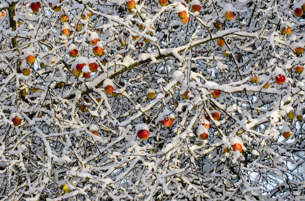 Red apple fruits on tree branch covered autumn snow. Red apple fruits on tree branch covered autumn snow.