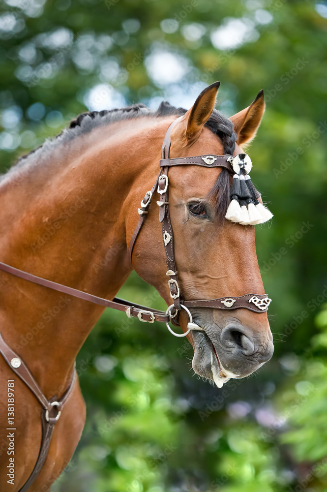 Bay polo pony close up vertical portrate in traditional a spanish decoration outdoor portrait on green background Bay polo pony close up vertical portrate in traditional a spanish decoration outdoor portrait on green background