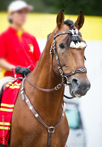 Bay polo pony close up vertical portrate in traditional a spanish decoration outdoor portrait © Dotana