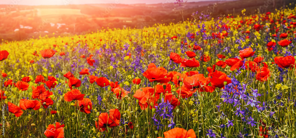 Obraz czerwone i niebieskie kwiaty z bliska, świecące w słońcu. kolorowy letni krajobraz. wspaniały wiejski widok. kwiaty maku i wiele kolorowych kwiatów na polu. kreatywny obraz