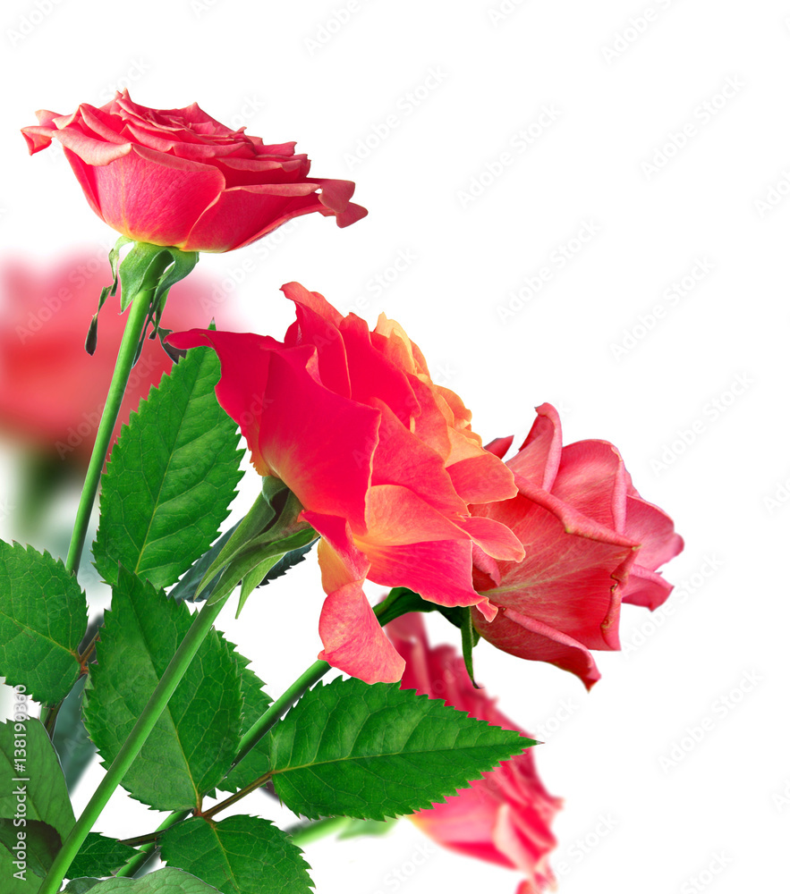 Fototapeta premium Beautiful Pink Rose Border over White