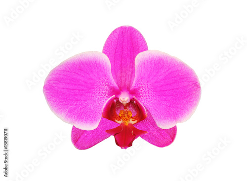 Beautiful flower Orchid, pink phalaenopsis close-up isolated on white background