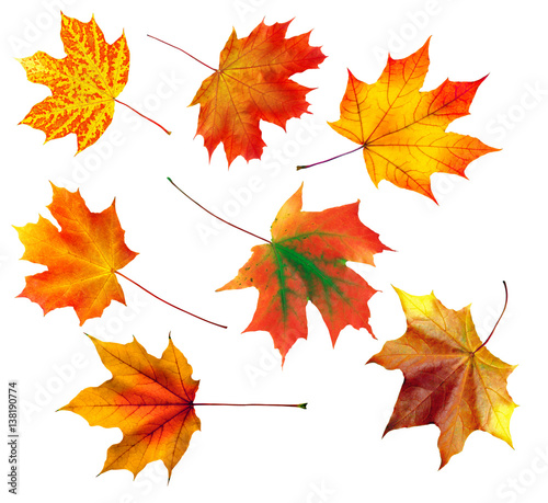 set of autumn maple leaves isolated on white