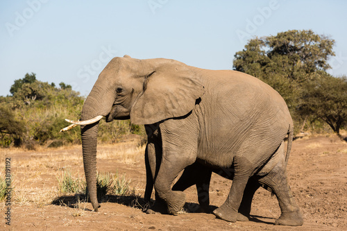 Afrikanische Elefant  Loxodonta africana   Afrika  Botswana  Tuli Block
