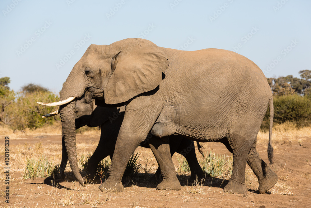 Afrikanische Elefant (Loxodonta africana), Afrika, Botswana, Tuli Block